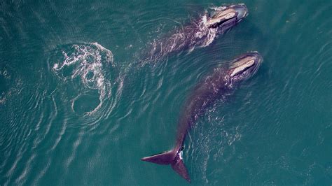 saving the right whale